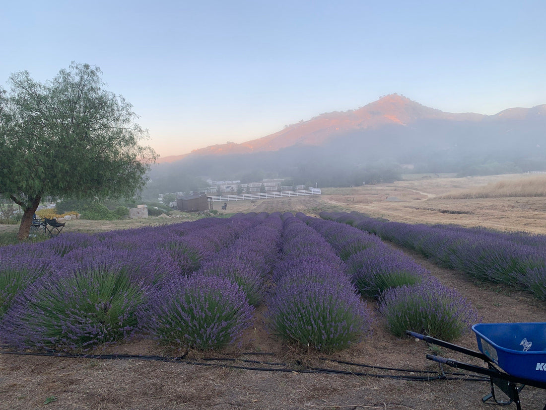 Grosso Lavender / Lavendula Intermedia
