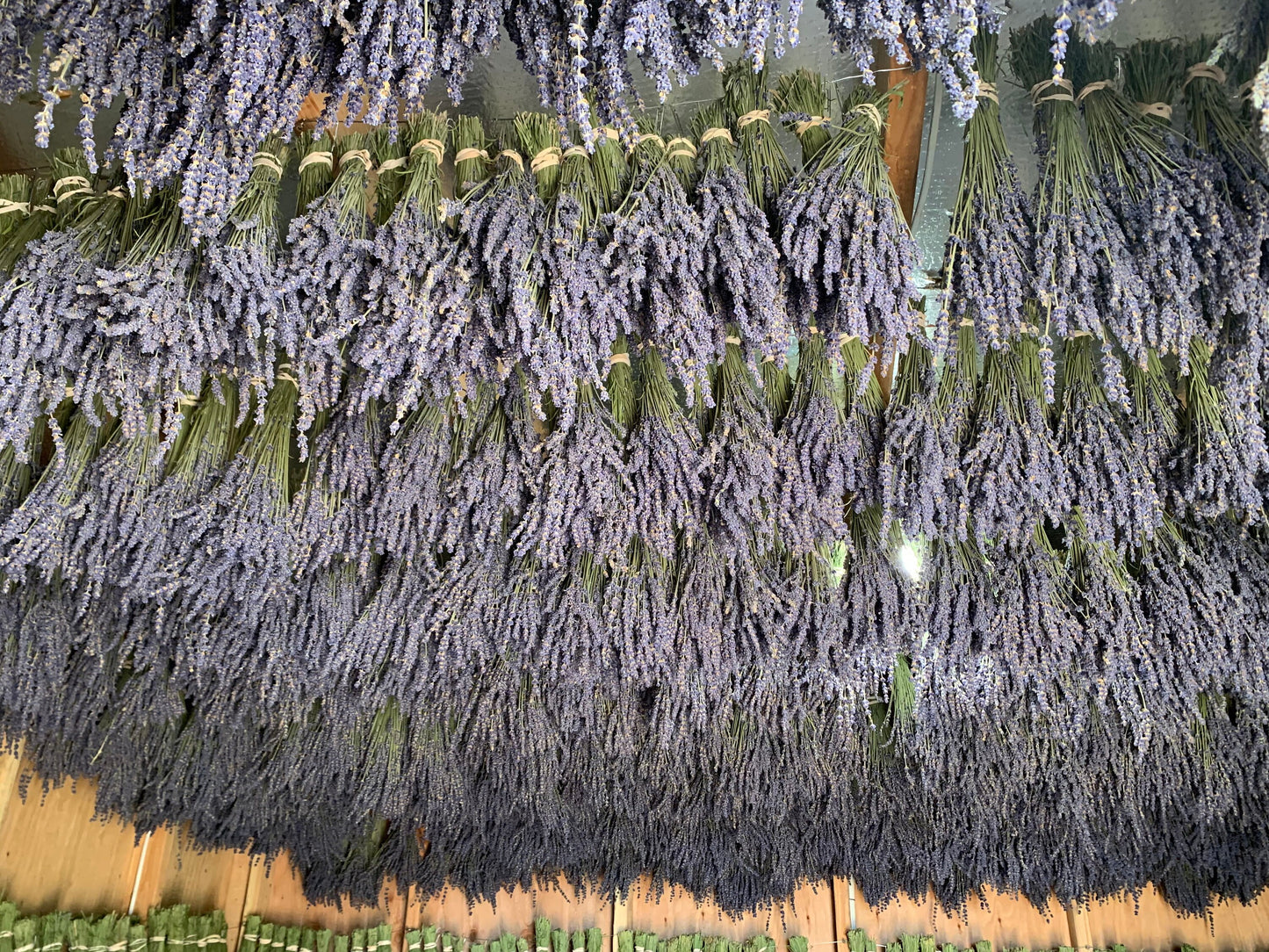 Lavender Hydrosol Spray 16 ounces. 100% Pure Lavender Hydrosol, Organic and Grown and Distilled on our Farm