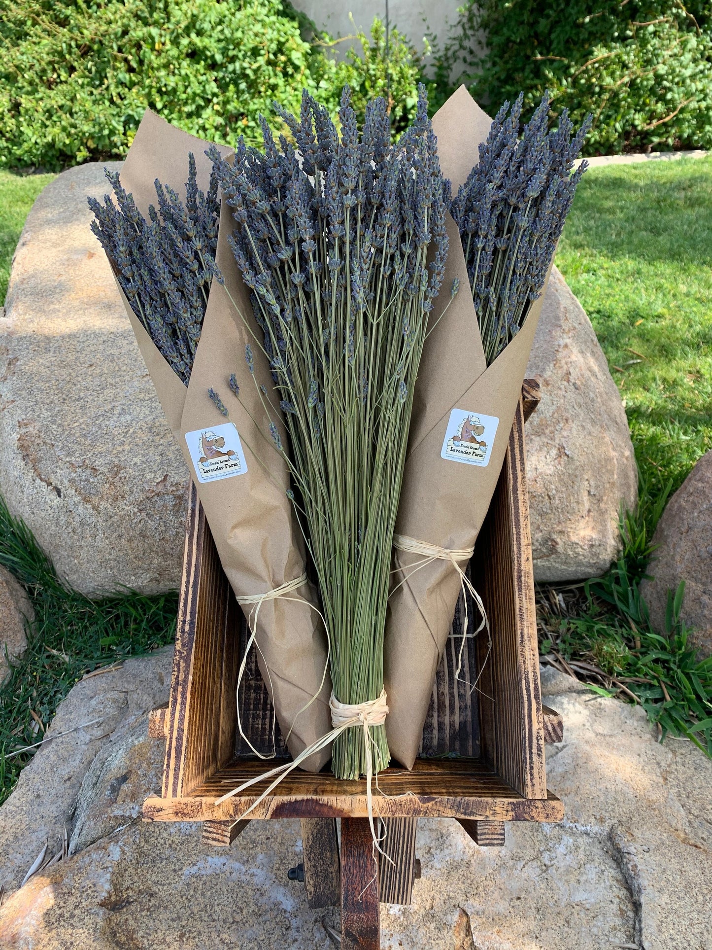 Beautiful and Fragrant Dried Grosso Lavender Bundles/Free Shipping in the US