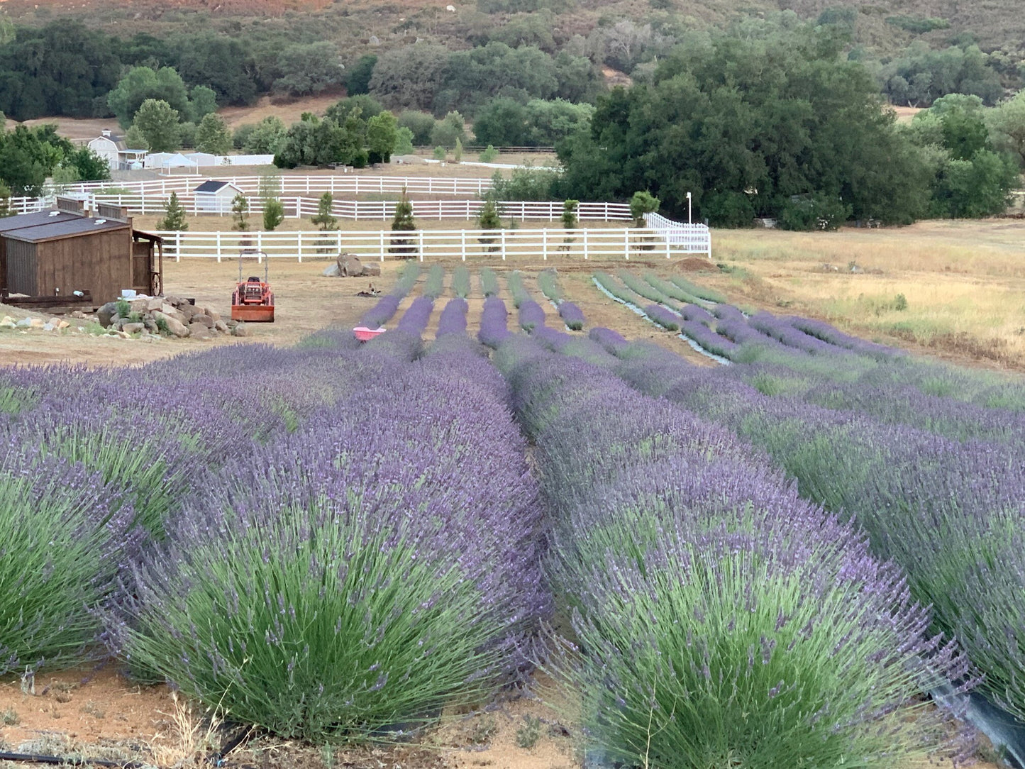 Lavender Hydrosol Spray 16 ounces. 100% Pure Lavender Hydrosol, Organic and Grown and Distilled on our Farm