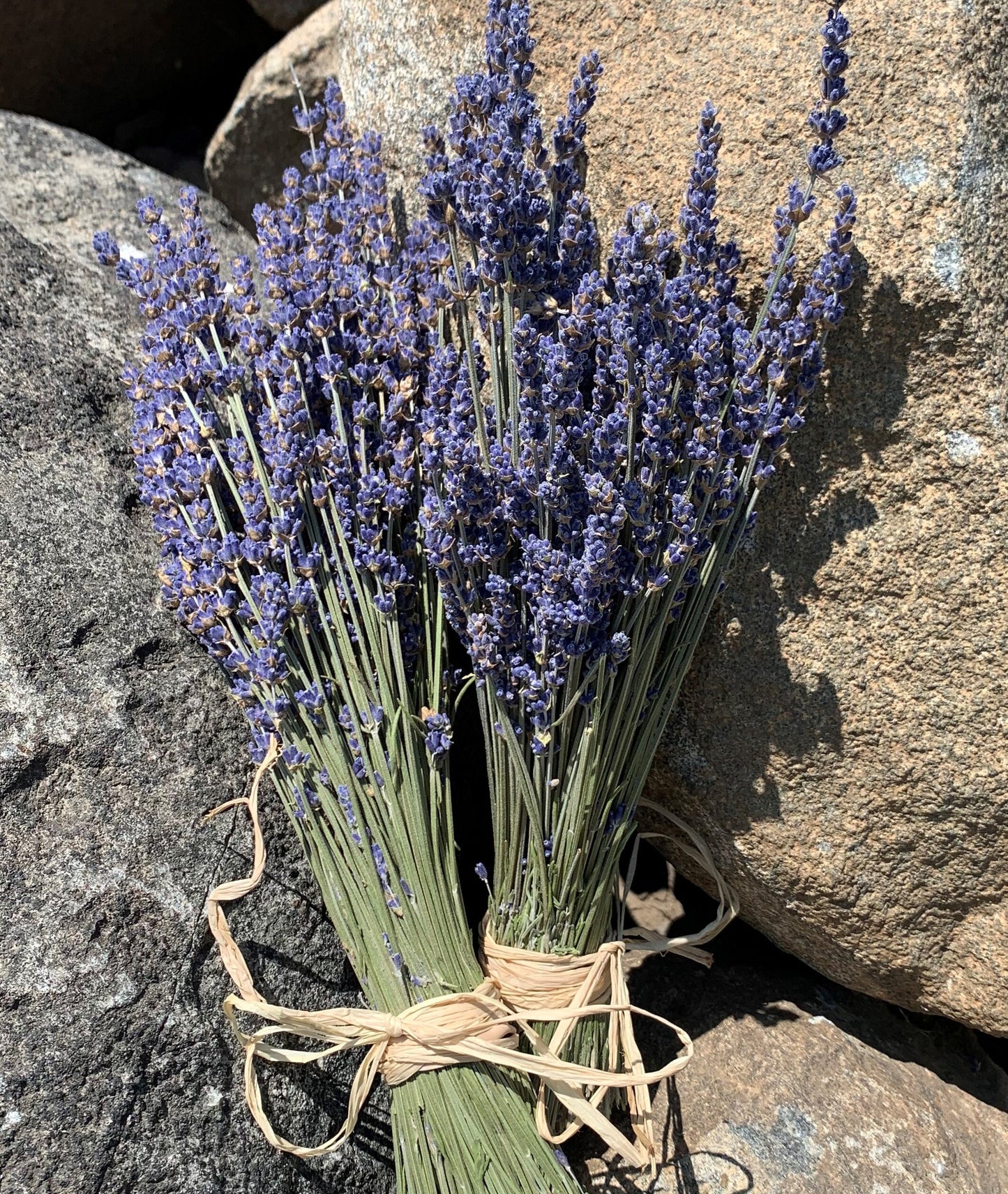 Lavender Essential Oil - 10 milliliters of Grosso 100% Pure Lavender Oil