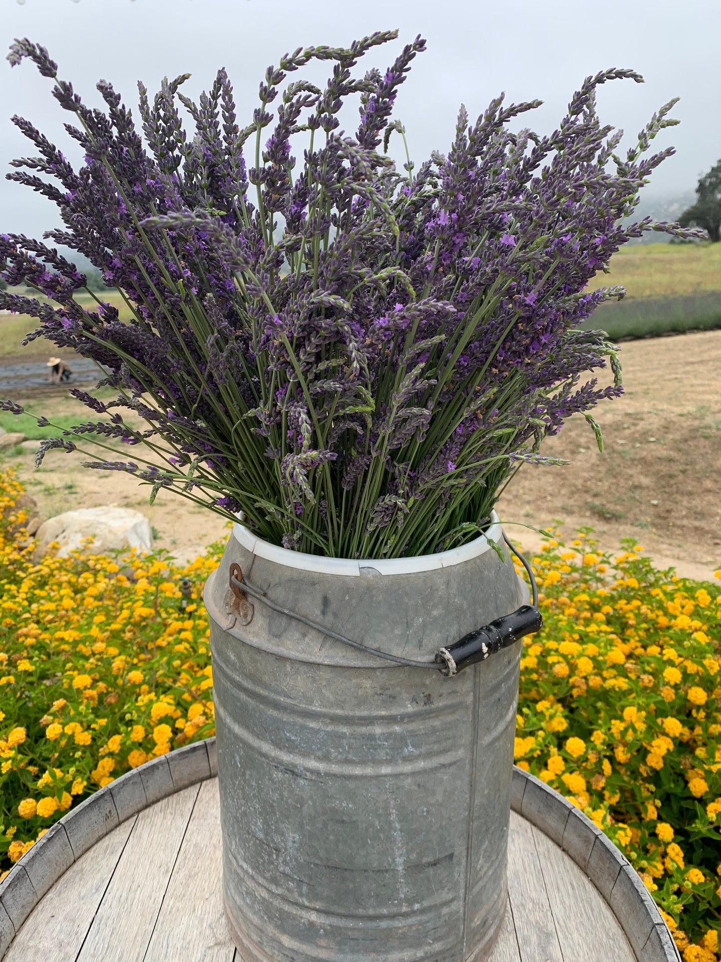 Beautiful and Fragrant Dried Grosso Lavender Bundles/Free Shipping in the US