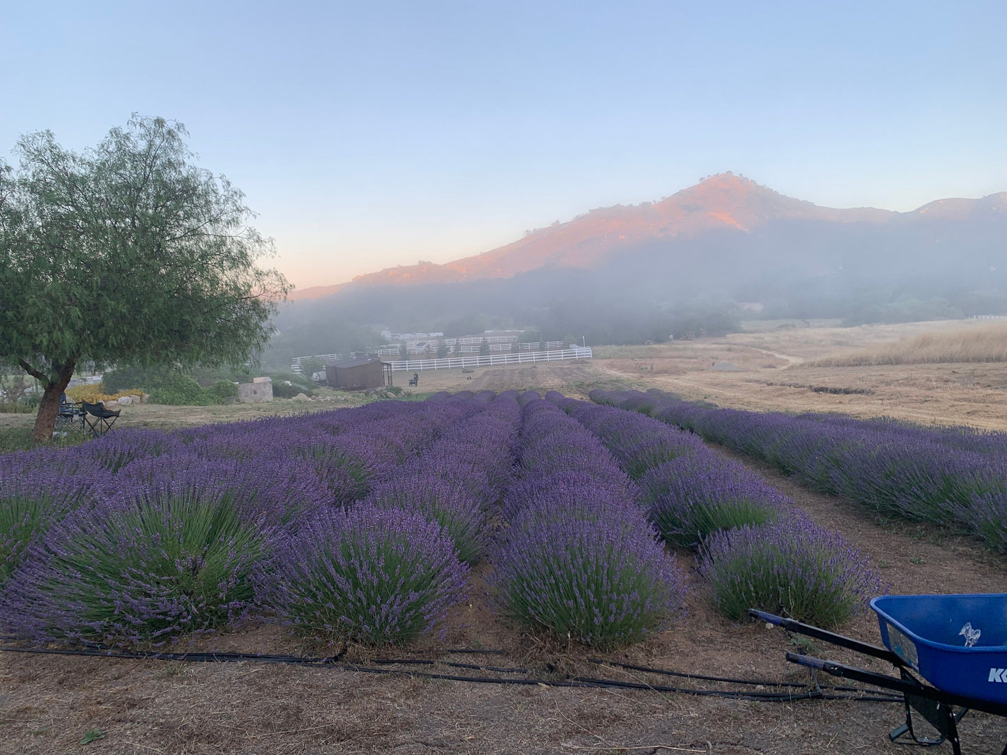 Lavender Essential Oil - 2 ounces of Grosso 100% Pure Lavender Oil