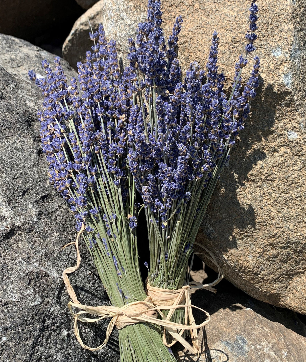 Lavender Hydrosol Spray 4 ounces. 100% Pure Lavender Hydrosol  FREE SHIPPING